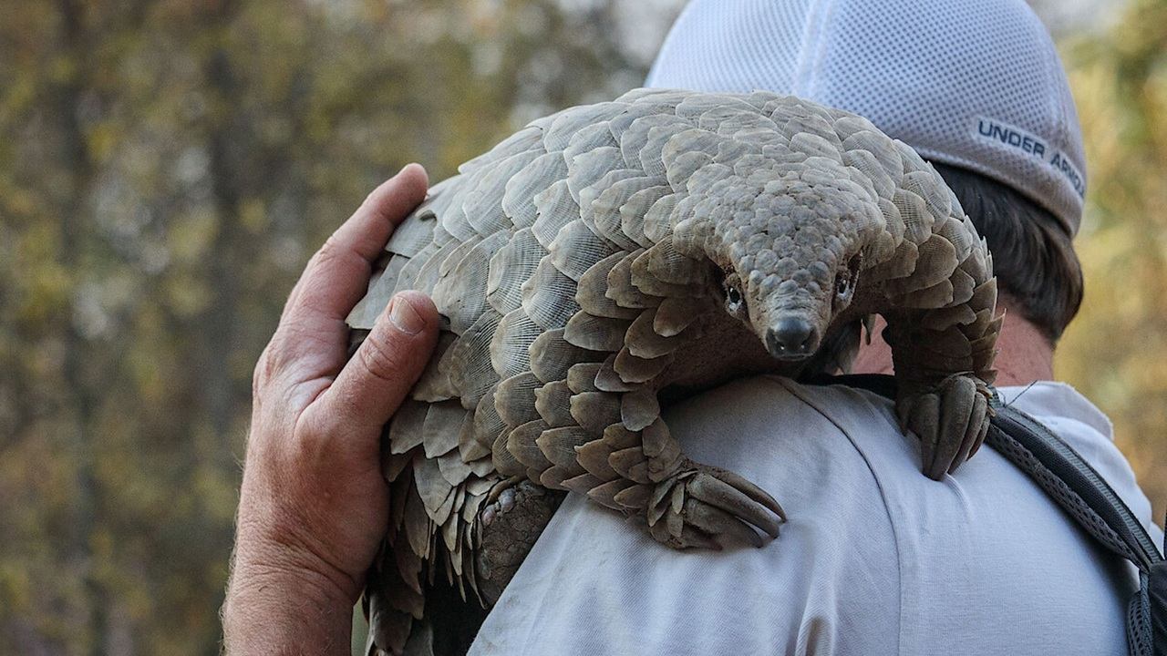 Pangolin: Kulu's Journey Background