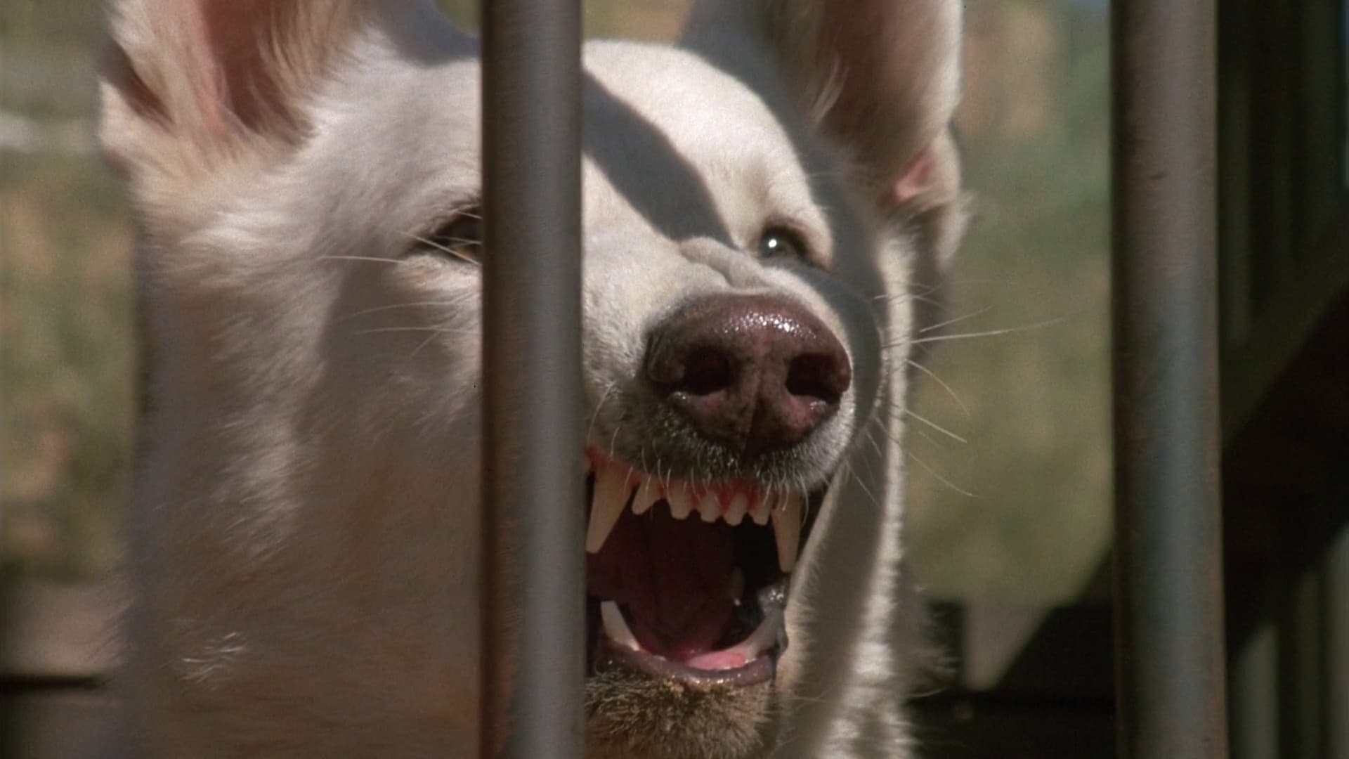 White Dog Background