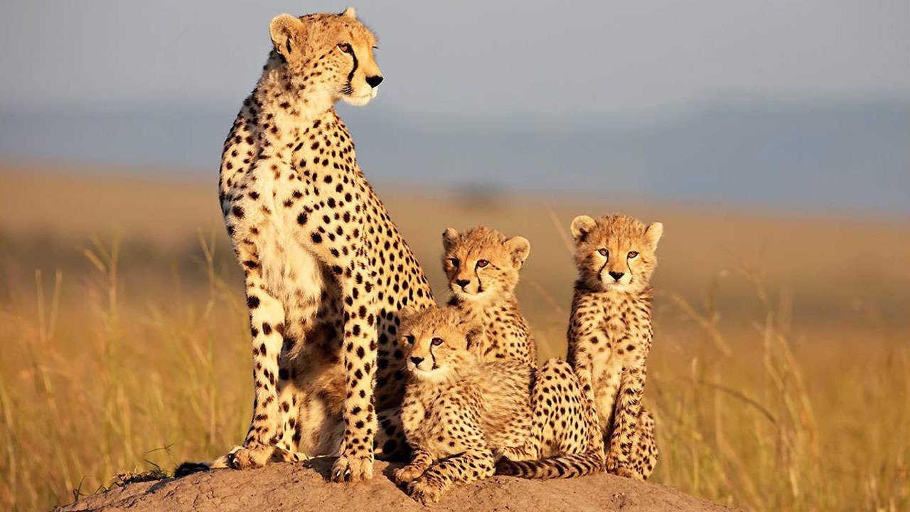 African Cats Background