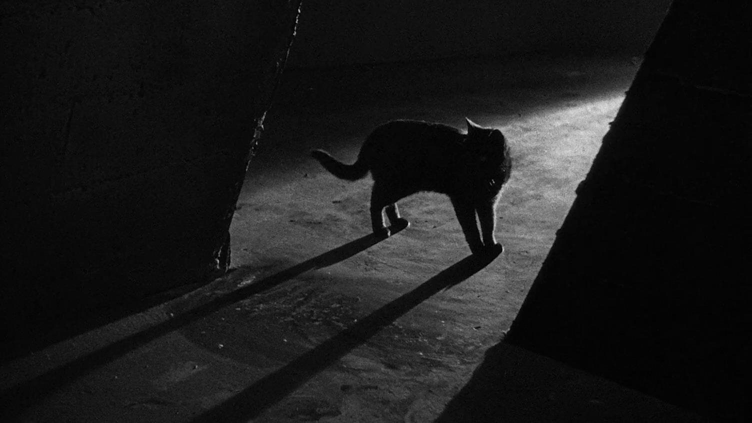 The Black Cat Background