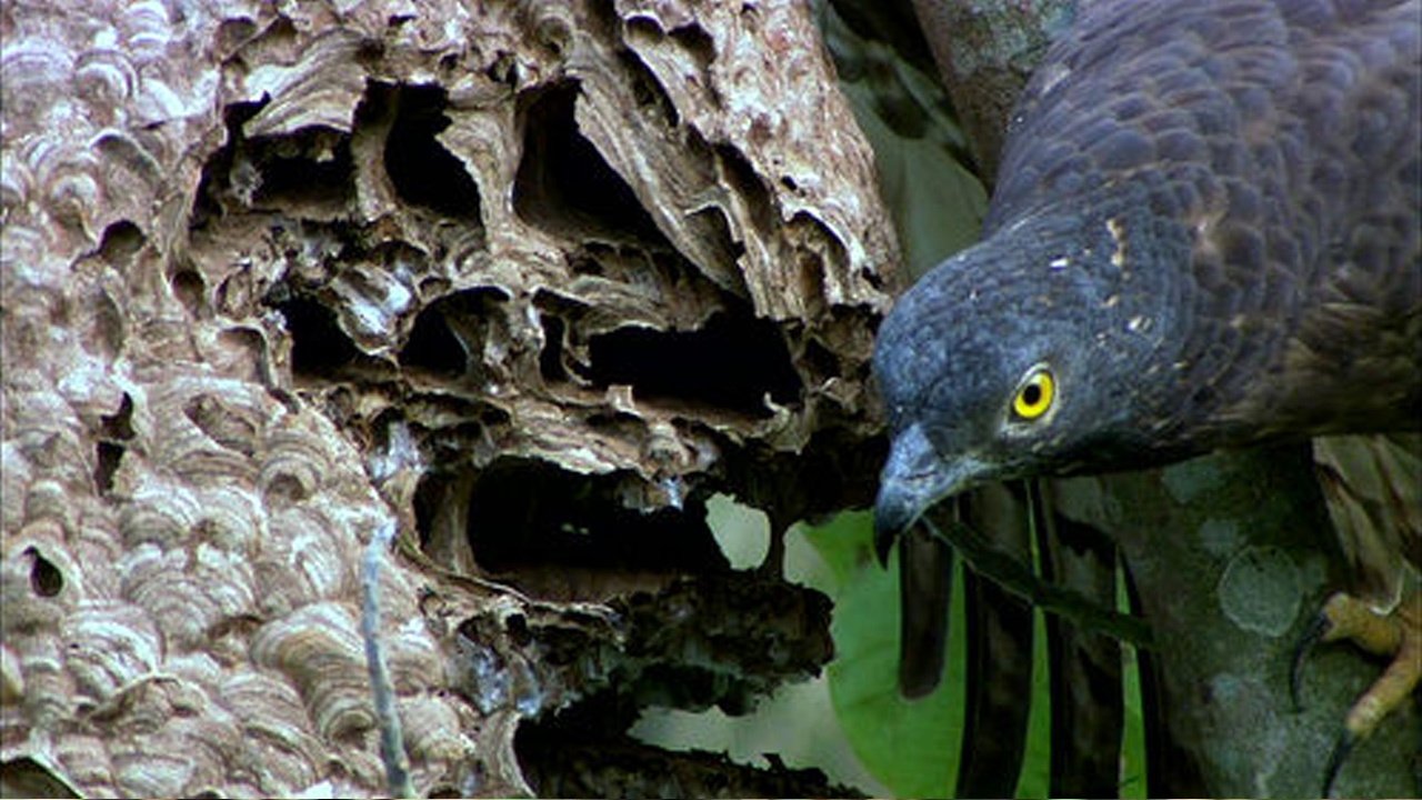 The Oriental Honey Buzzards of Ninety-nine Peaks Background