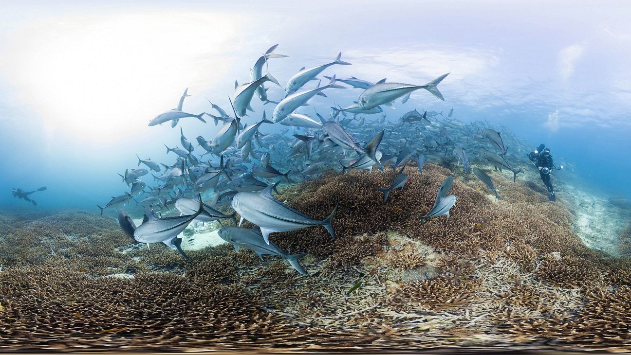 Chasing Coral Background