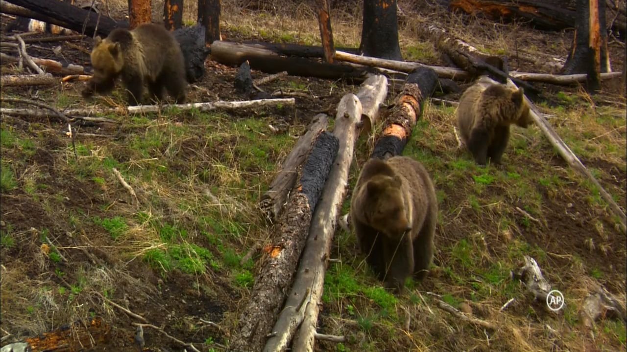 Grizzly Background