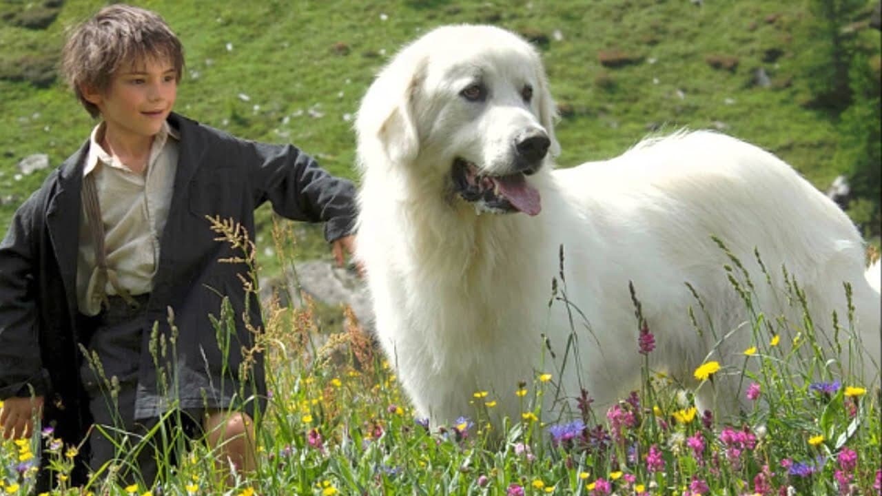 Belle et Sébastien Background