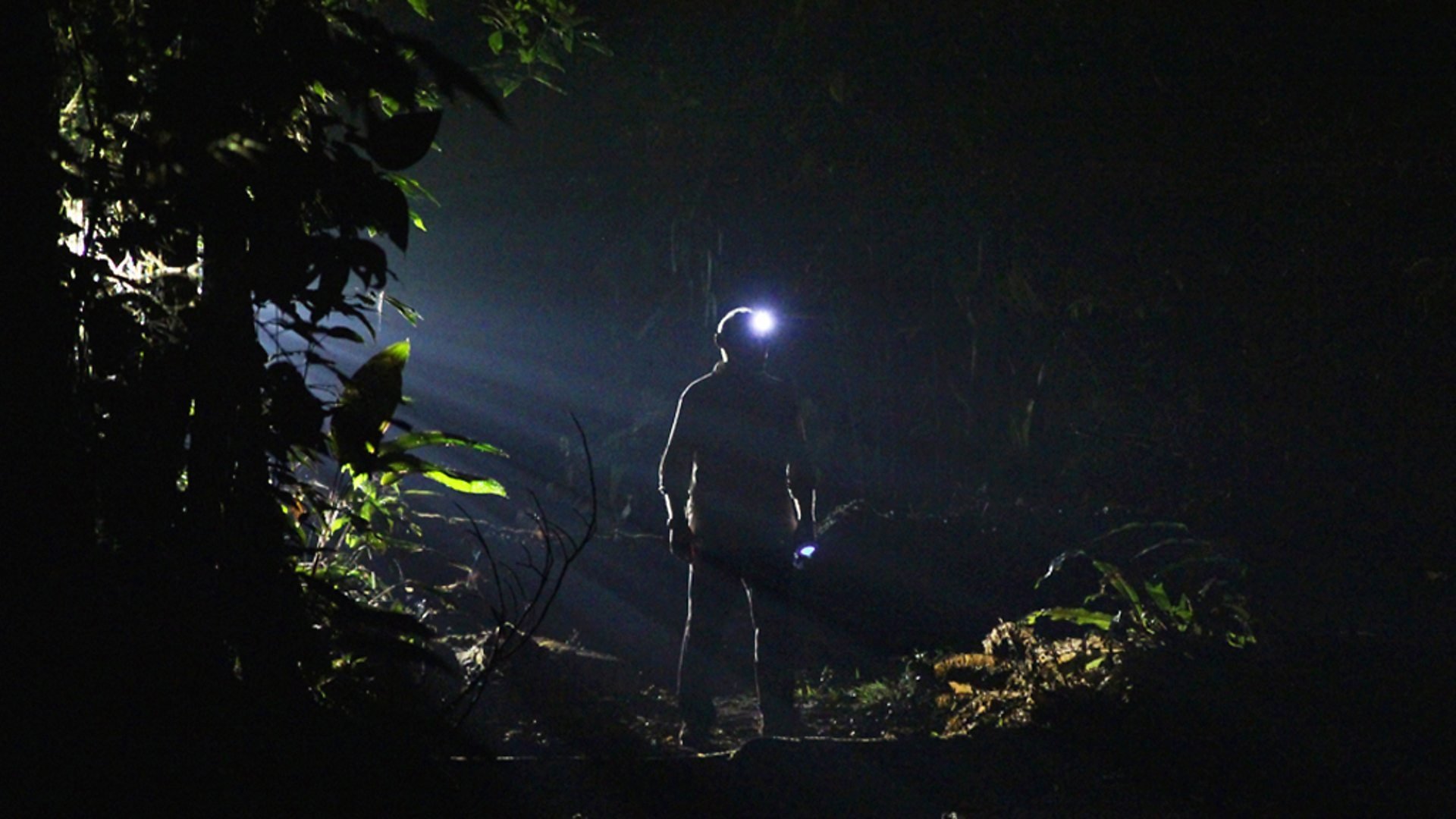 The Dark: Nature's Nighttime World Background