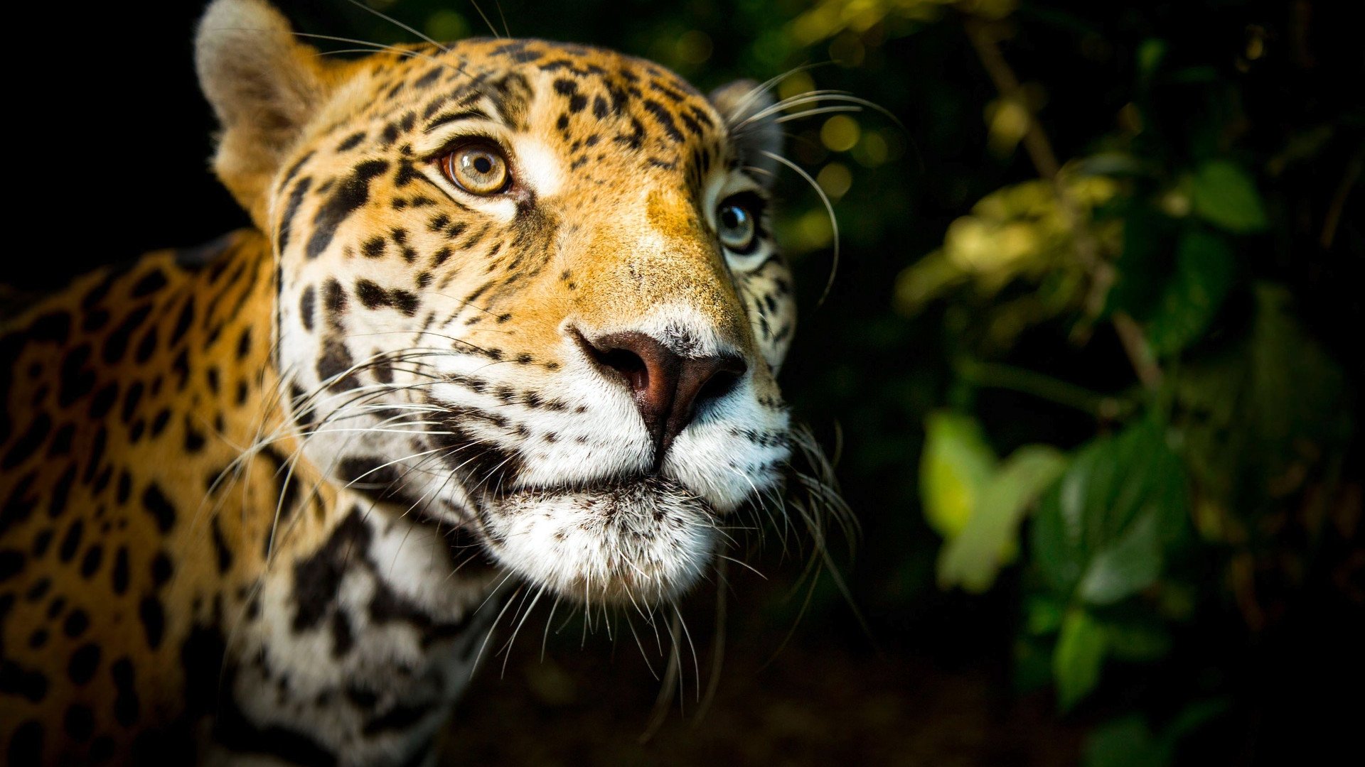 Big Cats Background