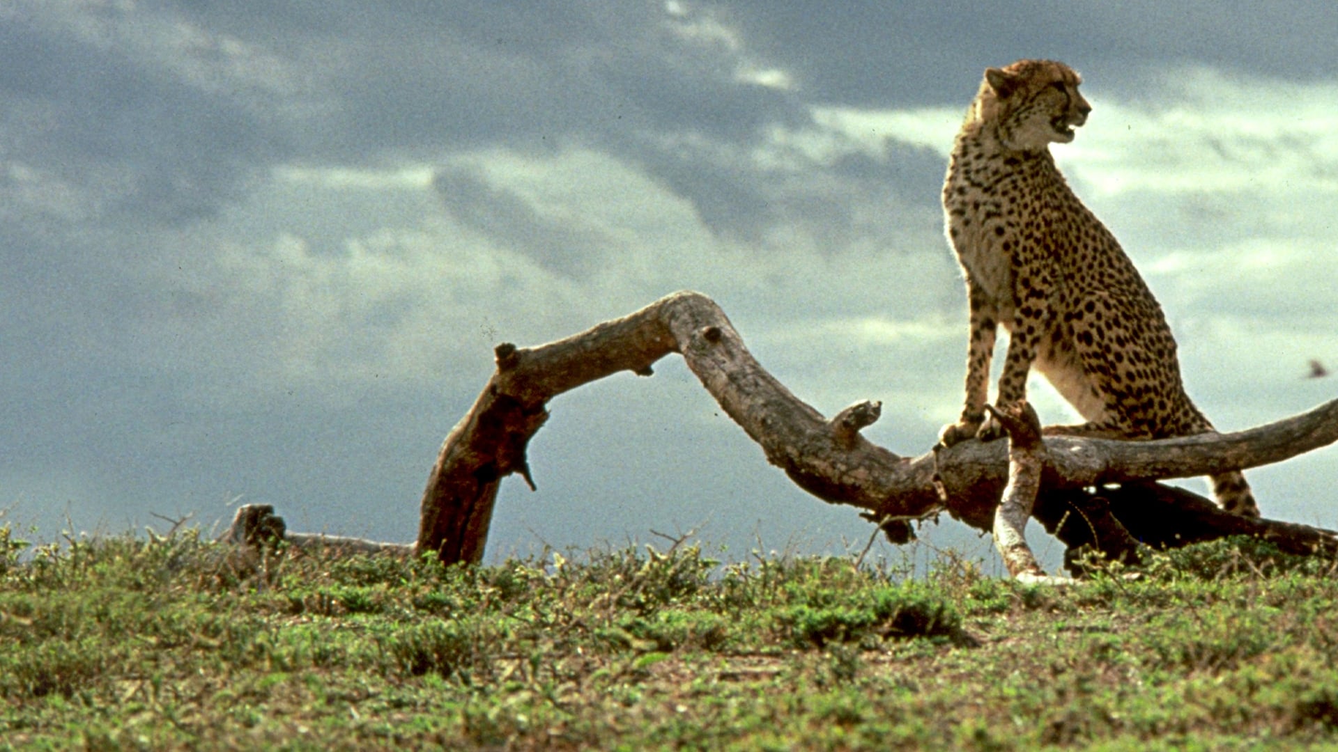 Cheetah Background