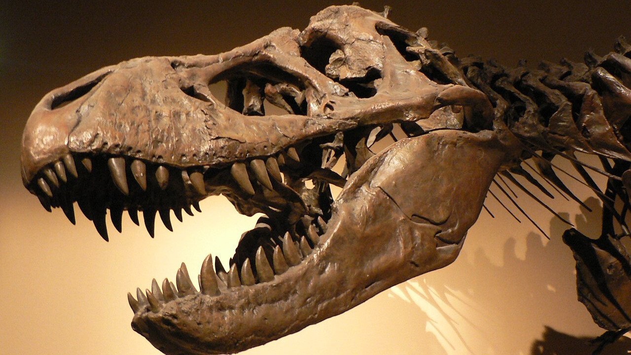 Des-Extinción Background