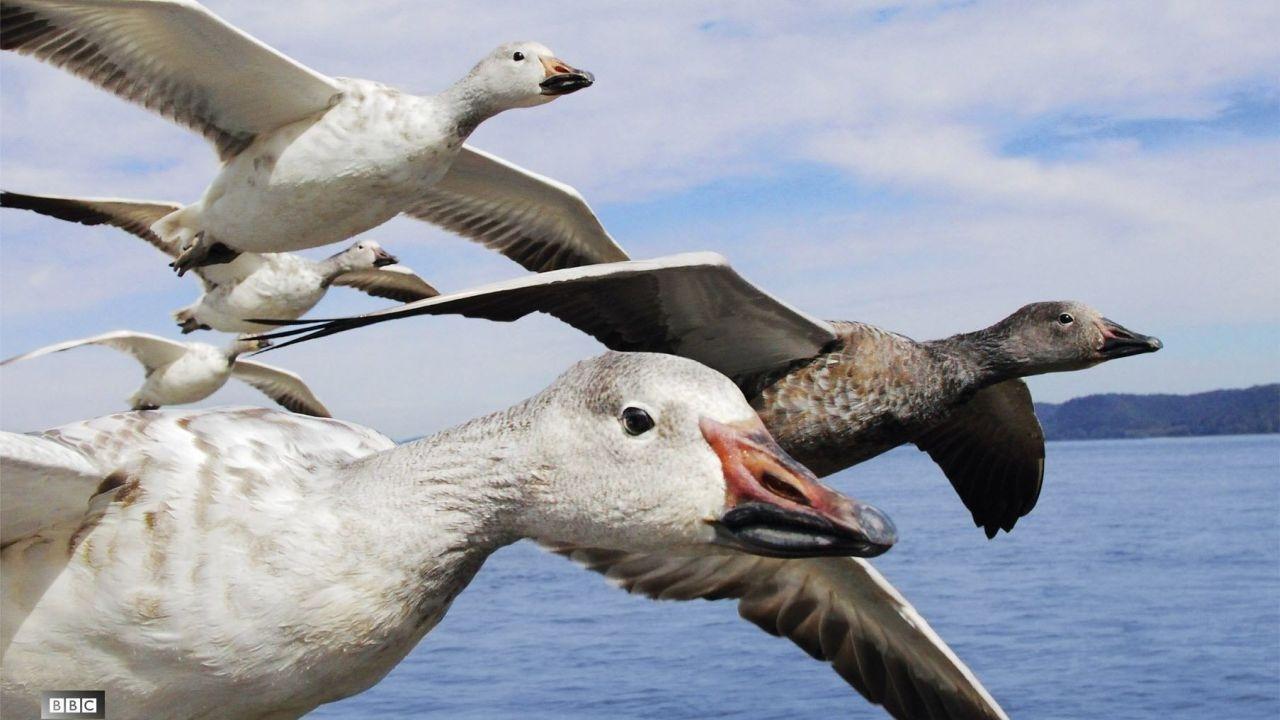 Earthflight Background