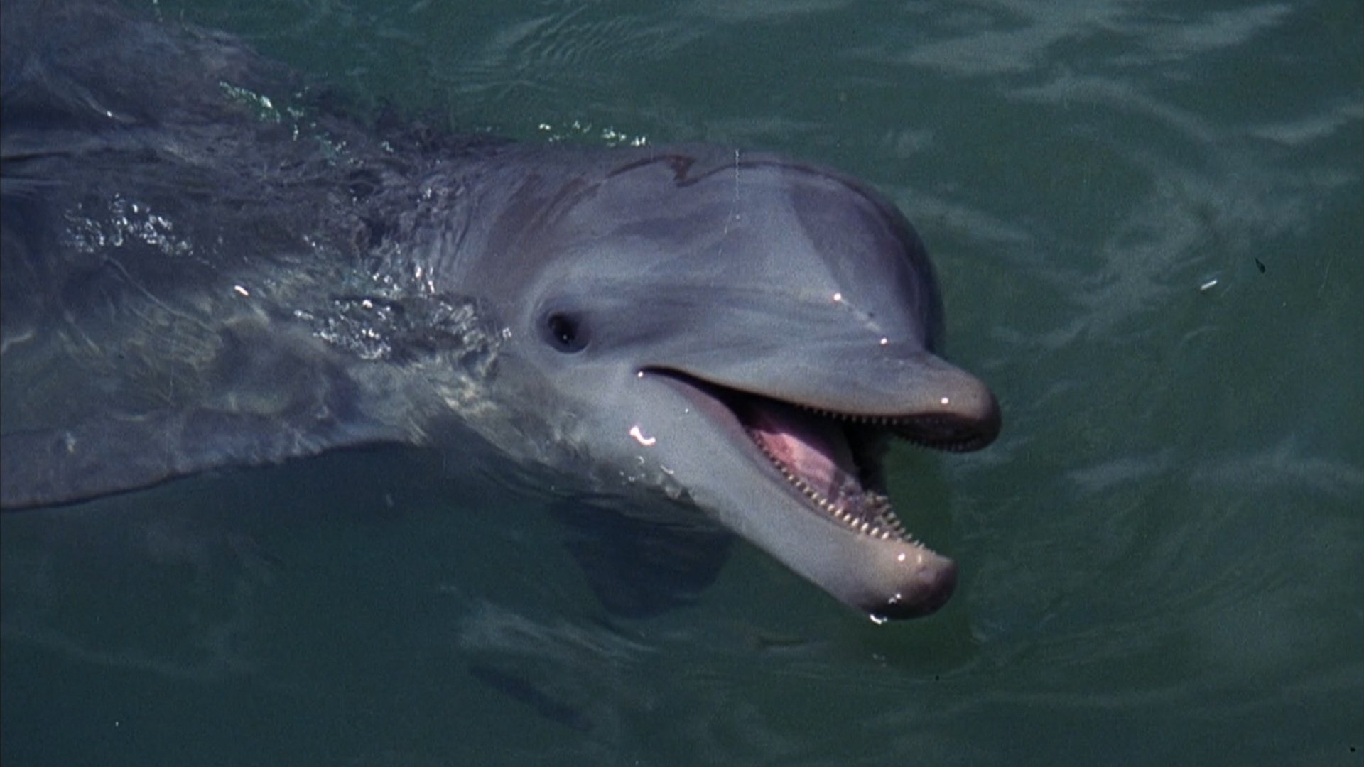 Flipper Background