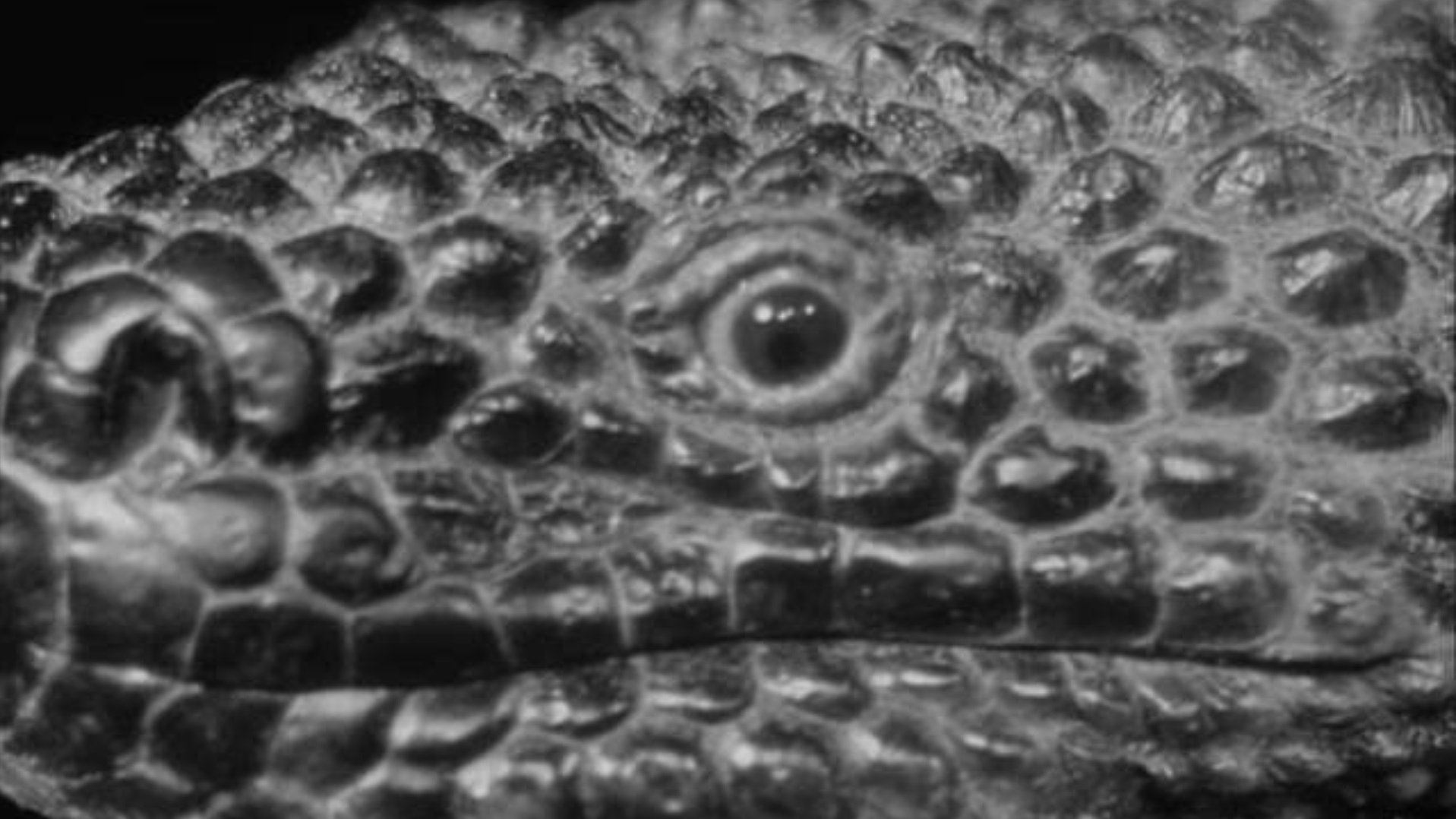 The Giant Gila Monster Background