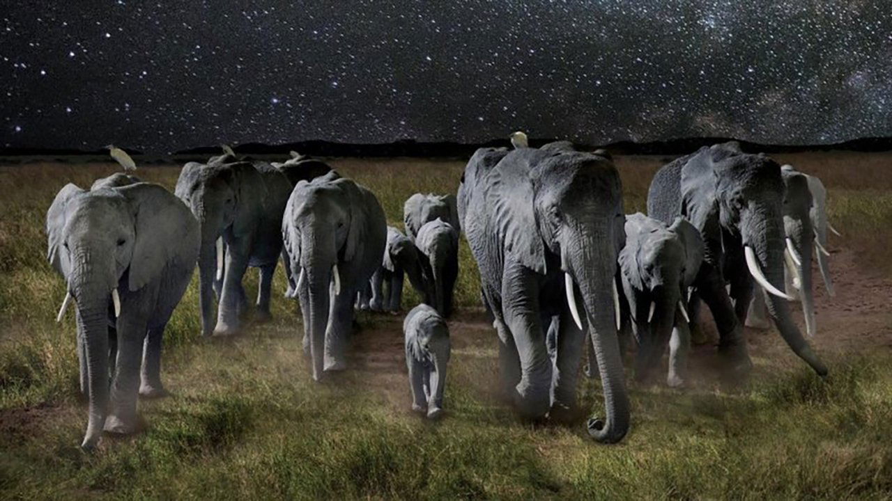 La Nuit des éléphants Background