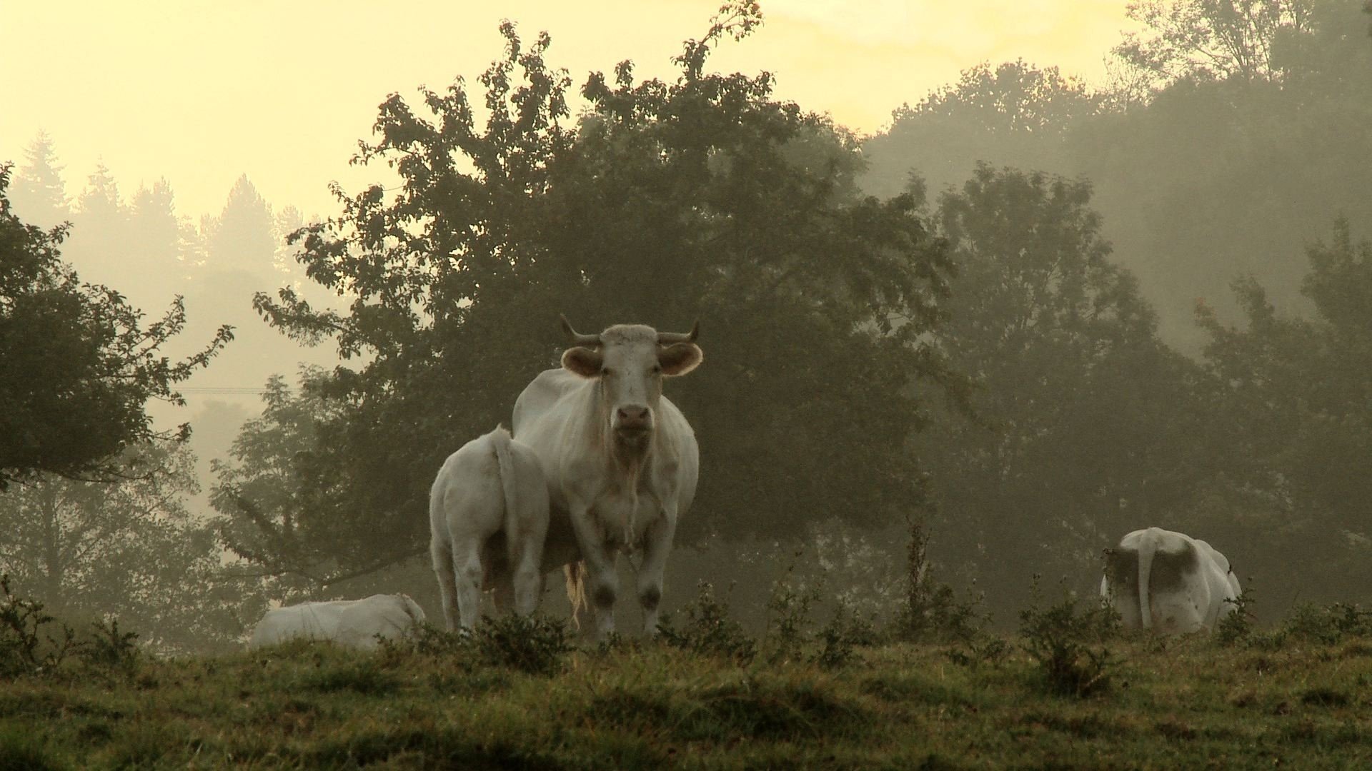 Bovines Background
