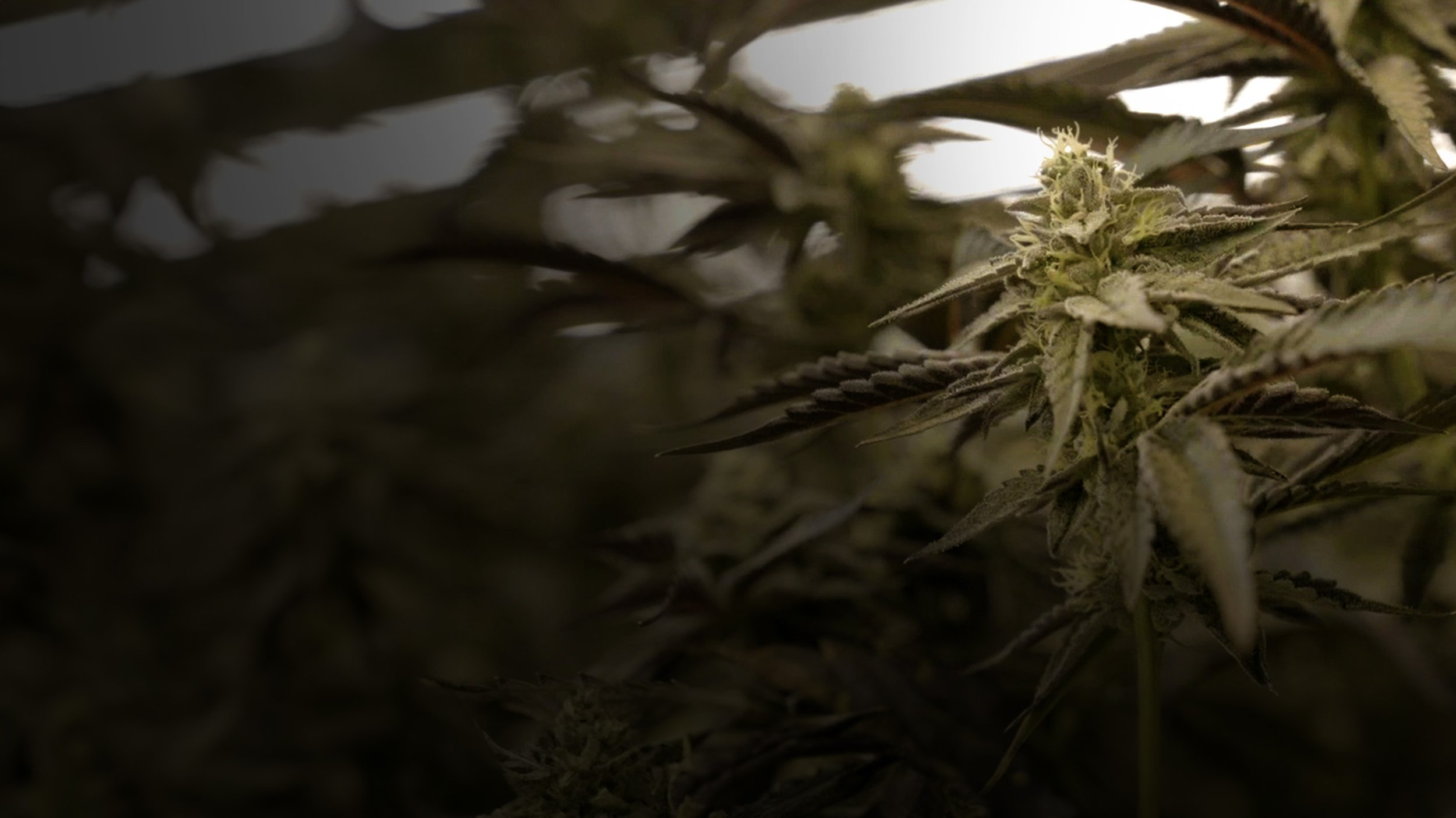Cannabis : Une enquête de Mathieu Kassovitz et Antoine Robin Background