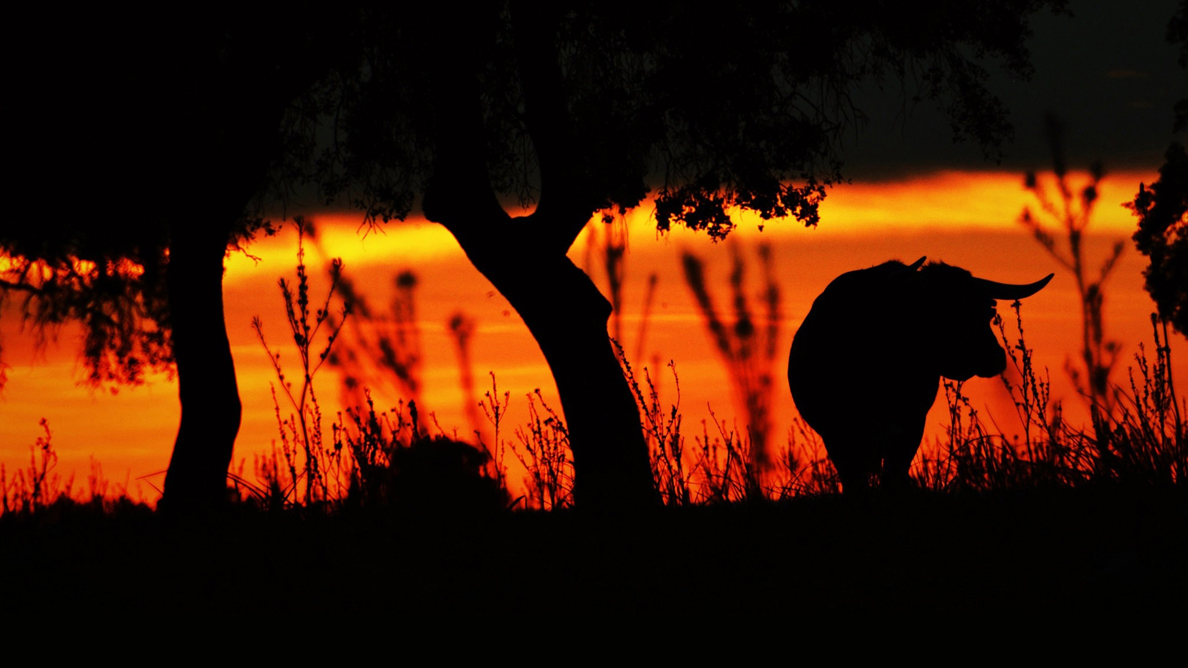 ​​Animal | Humano Background