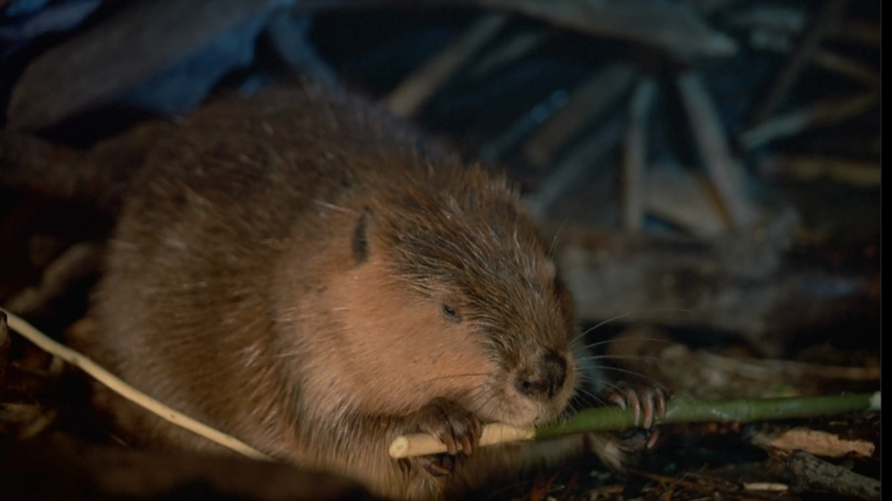 Beavers Background