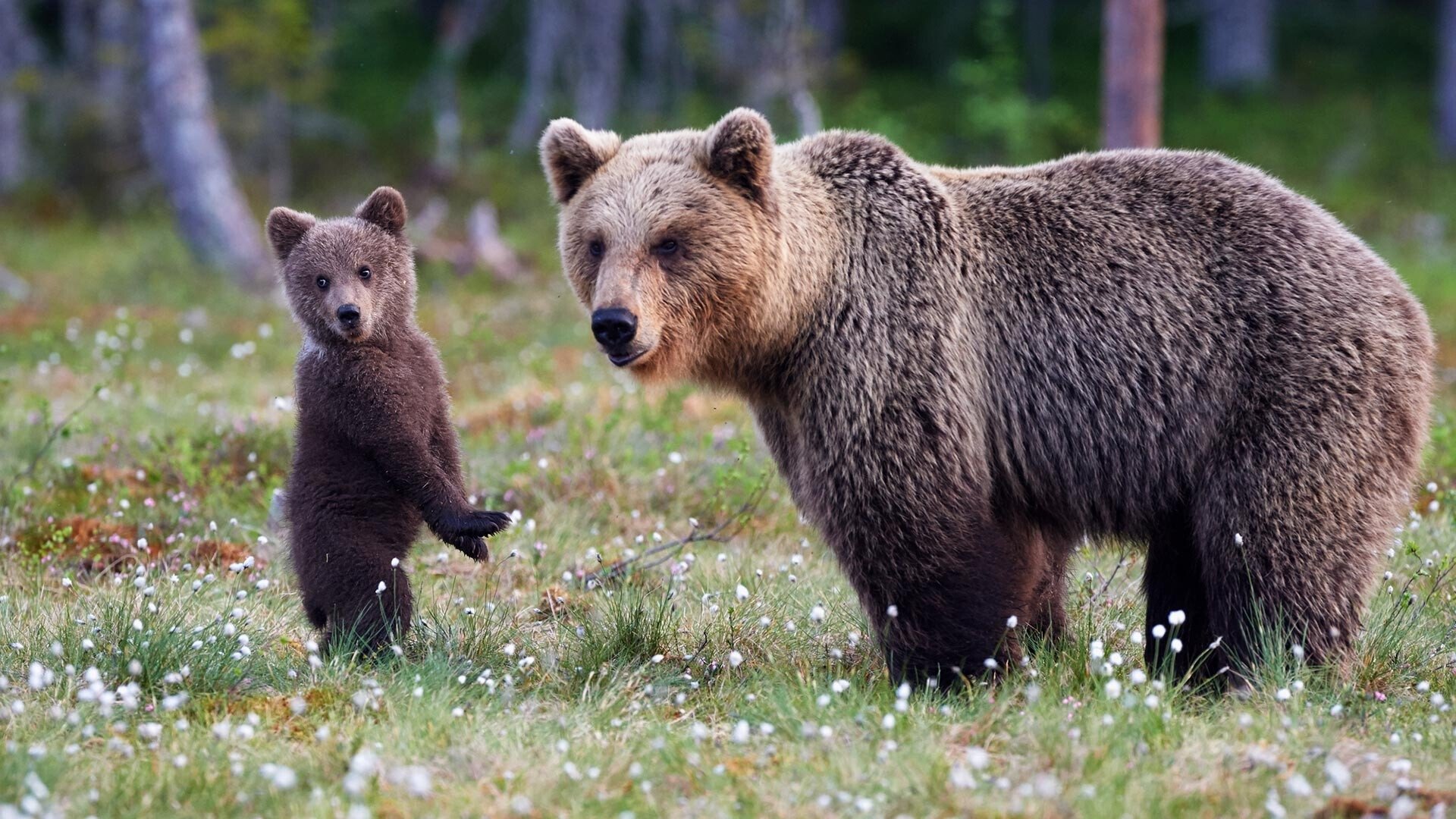 Bear Land Background