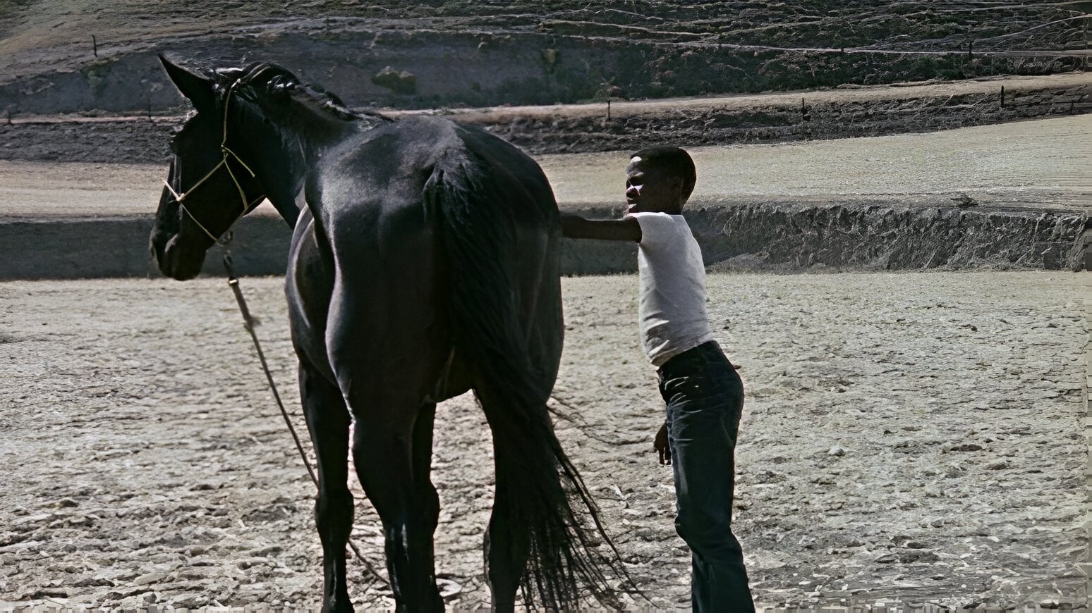 The Horse Background