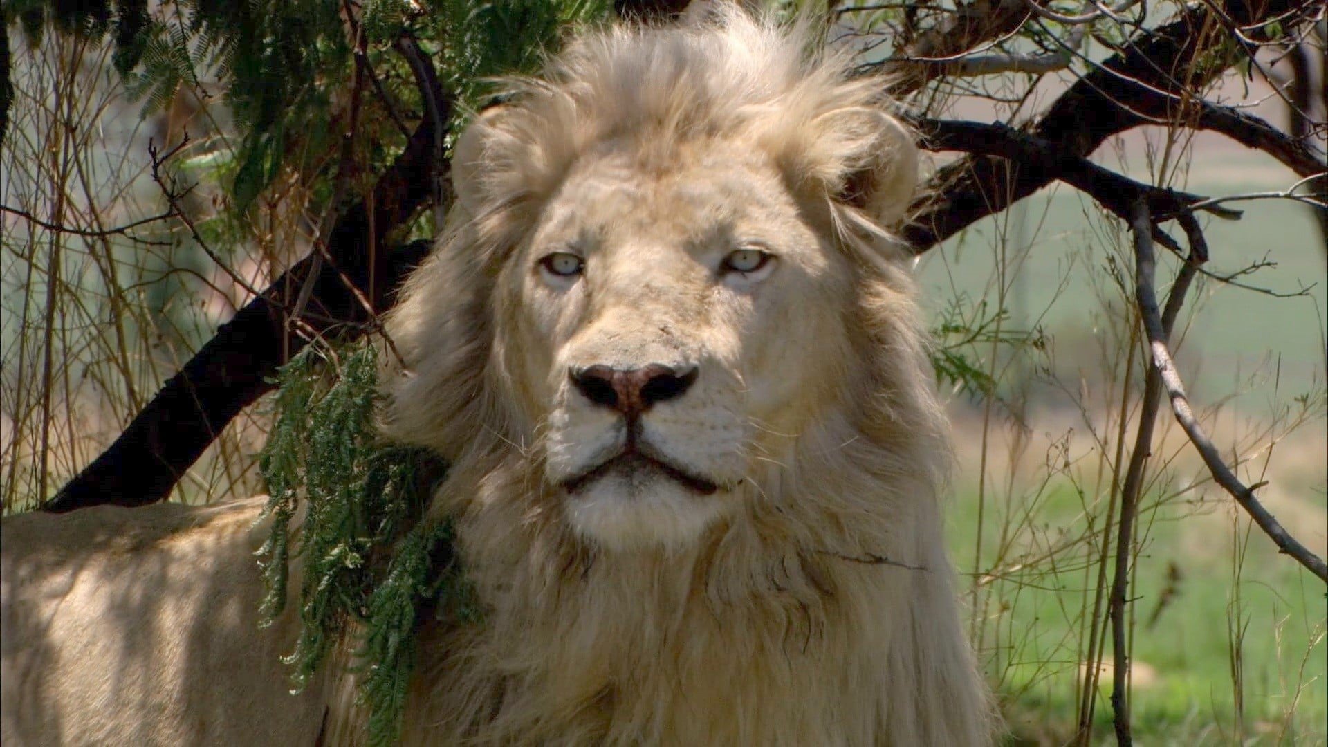 White Lion Background