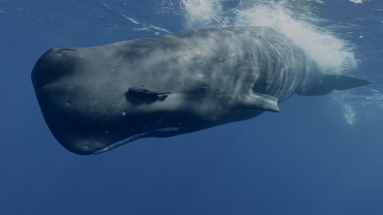 Mammifères marins, les maîtres des abysses Background
