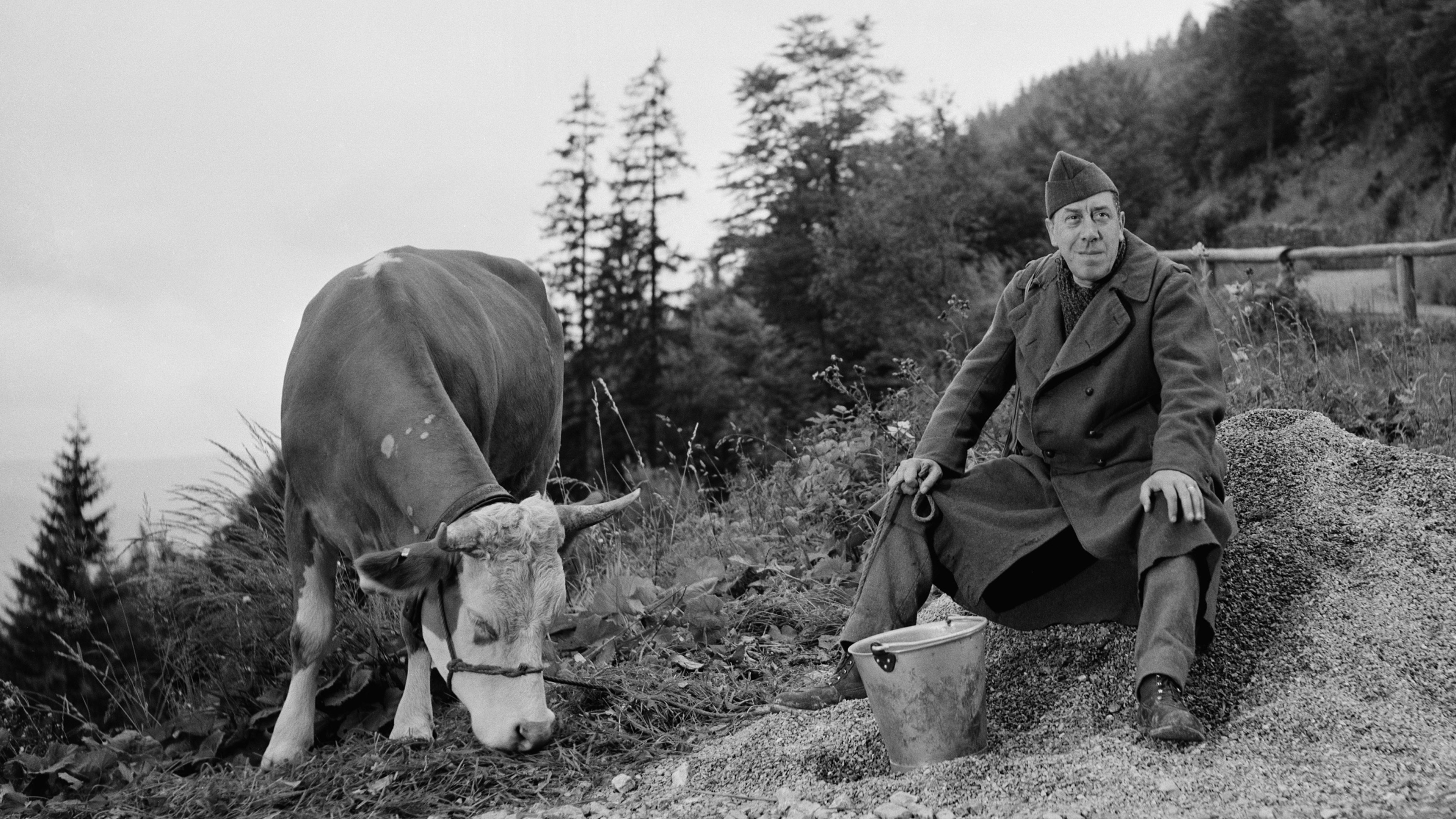 The Cow and I Background