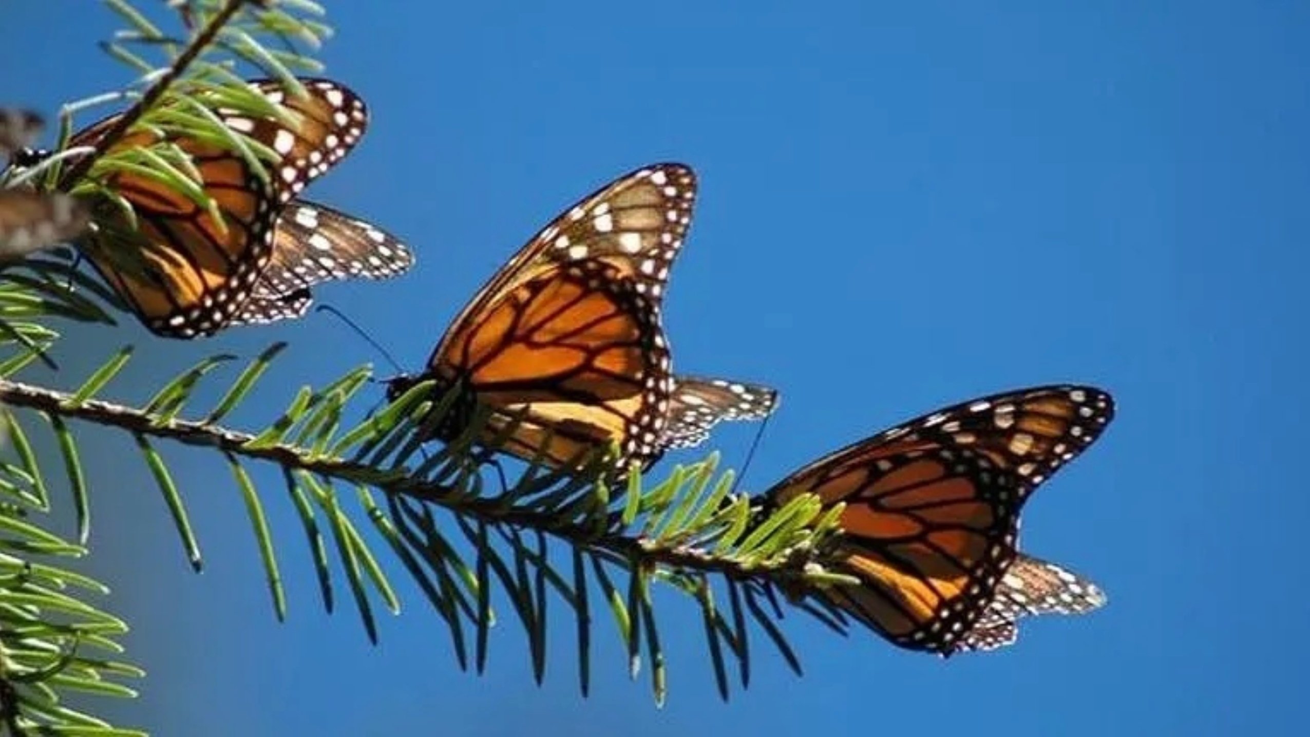 The Incredible Journey of the Butterflies Background