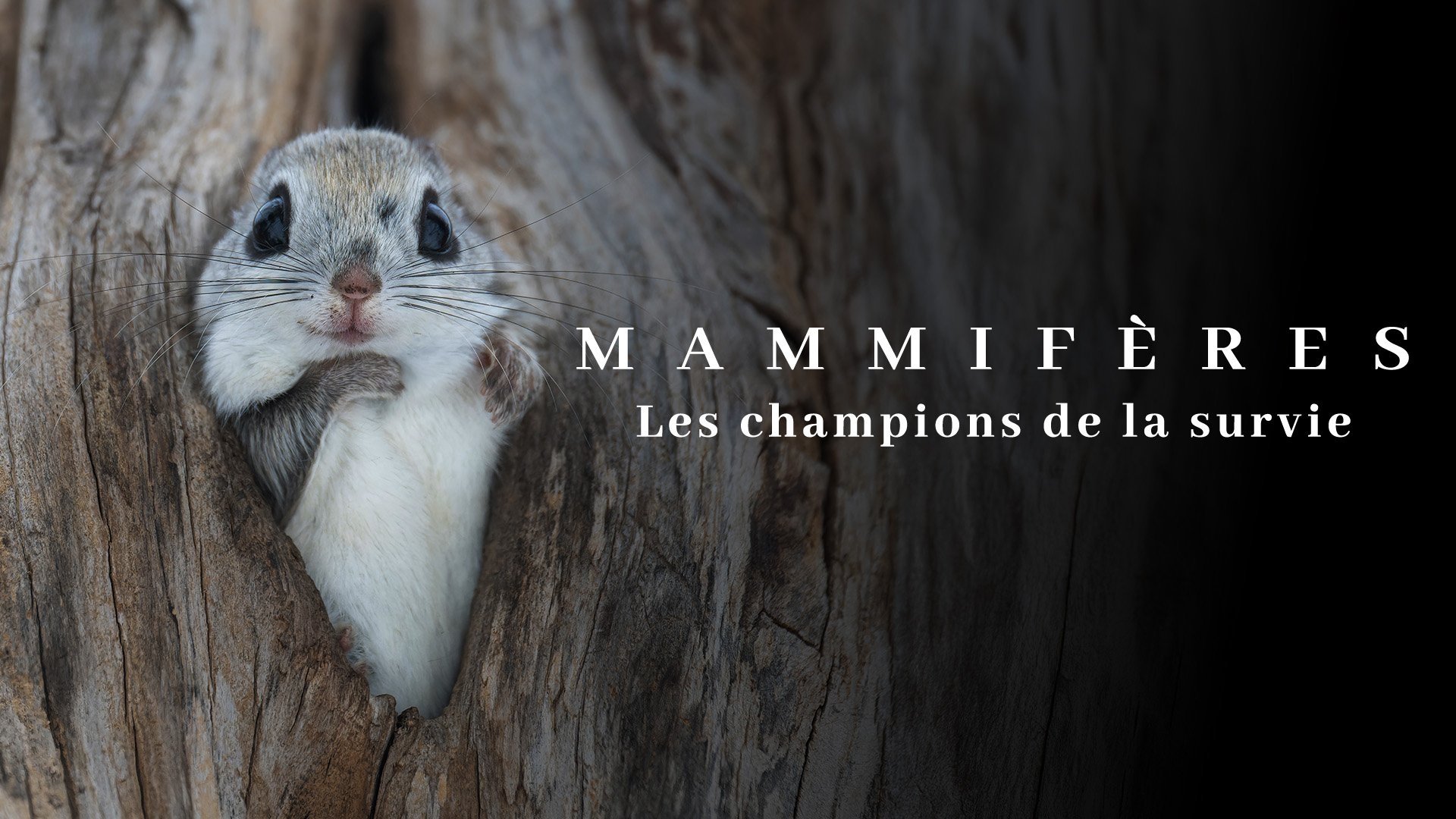 Mammifères, les champions de la survie Background