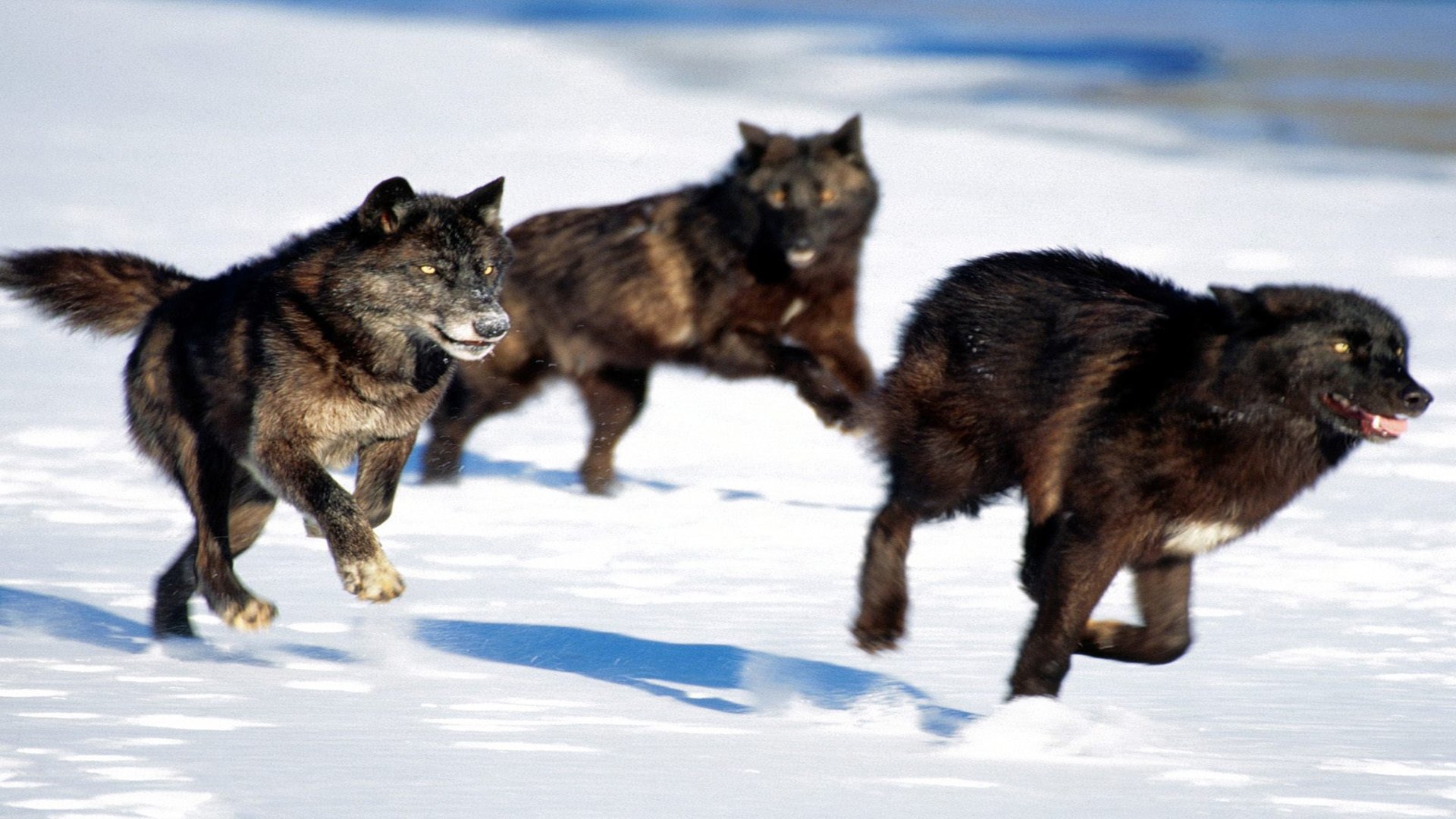Living with Wolves Background