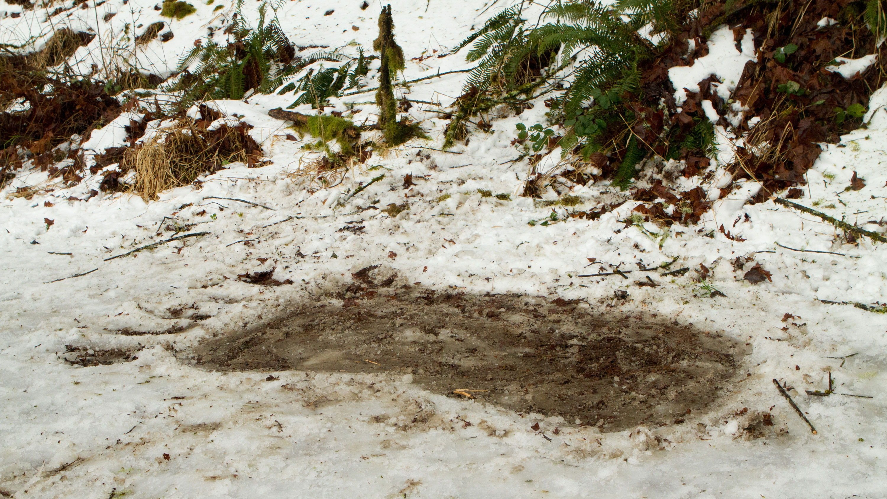 Bigfoot Background