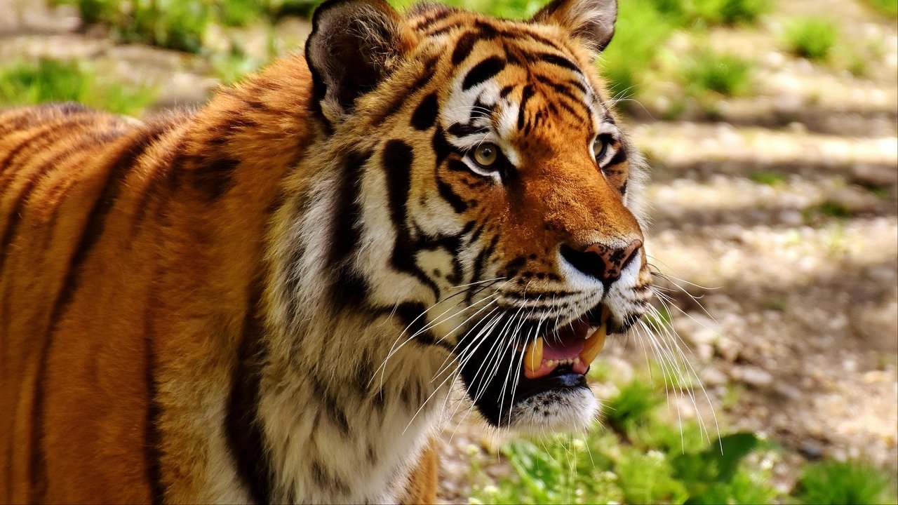The Secret Lives Of Big Cats Background